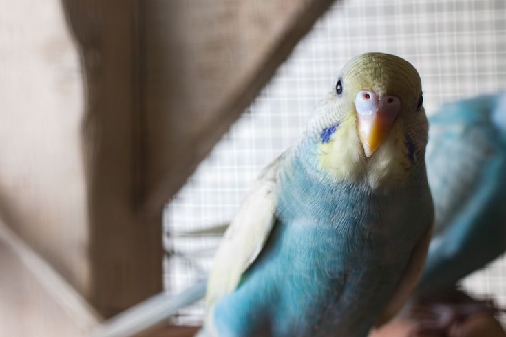 7 Reasons Why Birds Make Great Companions for the Right Home