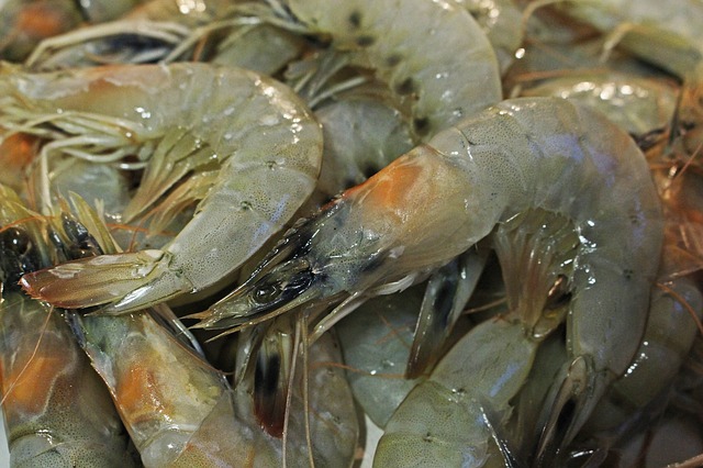 Daerah Penghasil Udang Lobster Terbesar di Indonesia