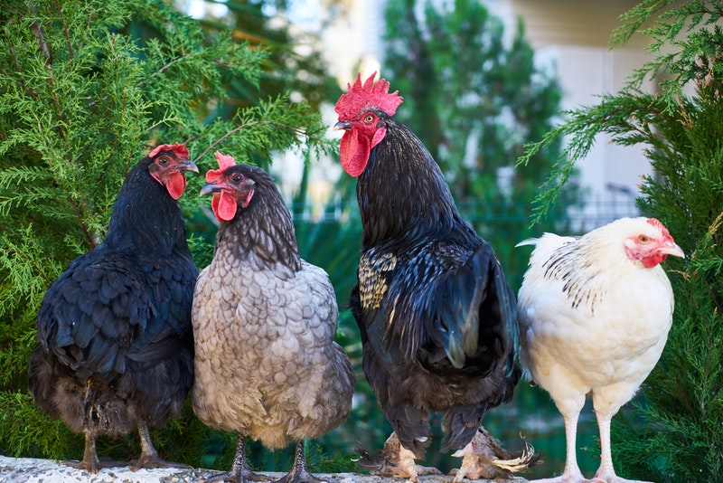Cara Bisnis Ayam Potong yang Menghasilkan Untung yang Maksimal